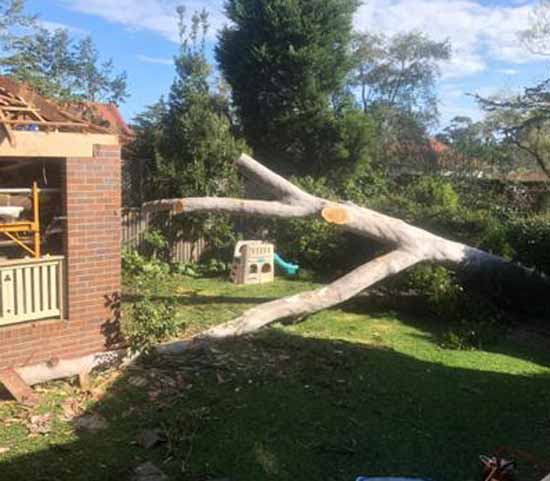 tree removing services